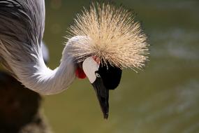 Crowned Crane Crown Crest