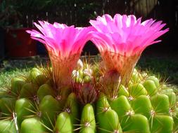 Cactus Flower