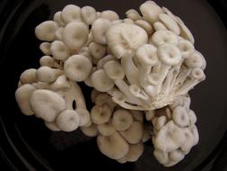 raw porcini mushrooms