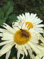 Beetle Blossom Bloom