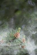 prickly tree branch in the garden