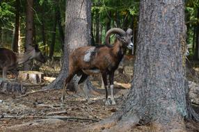muflon in a mountain forest
