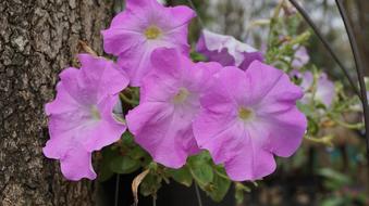 Pilates Ii Tasmania Pink Flowers