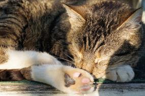 curled Cat sleeps on sunlight