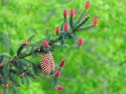 Conifer Brad Con
