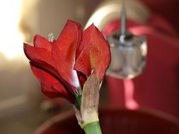 red flower bud background