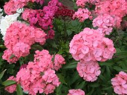 Flowers Carnations Mixed