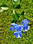 Small Blue Flowers in spring