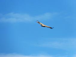 bird flies in the sky