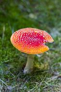 Amanita Muscaria, bright Toxic mushroom