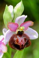 Open orchid flower
