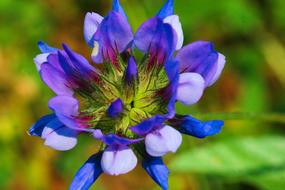 Grass Flower Wild