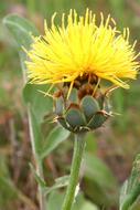 Knapweed, Centaurea, yellow Flower close up