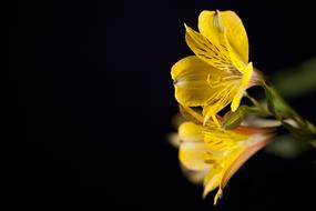 Flower Macro Flora