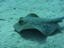 Blue Spotted Stingrays Rays Sea