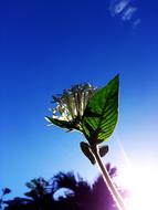 Sunlight White Flower Blue Sky