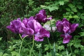 Tulip Flower Petals