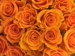 Rose Flower Flowers