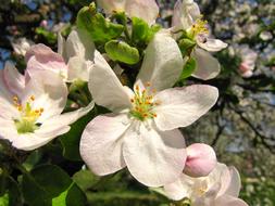 Flower Apple
