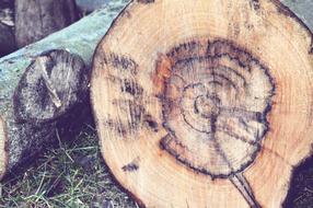 wooden log on the street