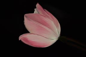 tulip pink flower petals