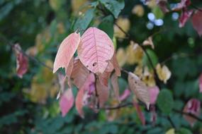 Leaves Plant Green