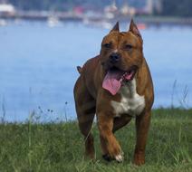 purebred brown dog runs along the green shore of the lake