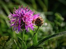 Thistle Close Up Blossom