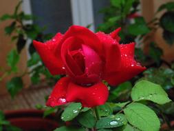 water drops, red rose