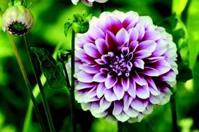 Dahlia Flower
