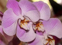 Orchid Pink Flower Fascia