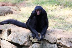 black monkey on the rocks at the zoo