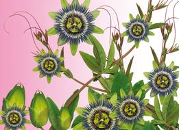 Passionflower Flower