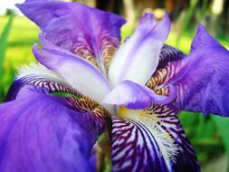 Garden Flower Spring