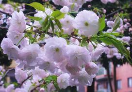 Double Cherry Blossoms Flowers