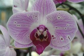 Orchid Flower
