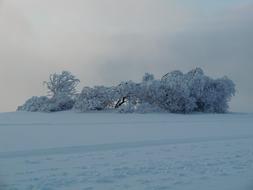 winter trees in the field in the snow