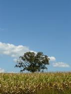 tree in a summer field
