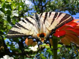 Butterfly Scarce Swallowtail Green