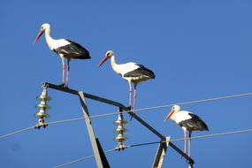 Stork Spring