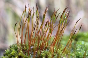 growing moss in nature