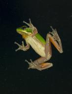 sitting frog on glass