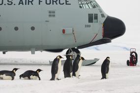 penguins near the plane