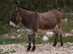 delightful Donkey Animal