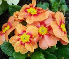 beautiful flowers on the bush