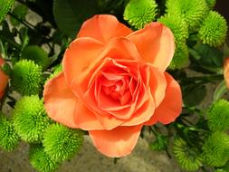 Rose Orange Blossom