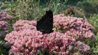 butterfly flying over pink flowers