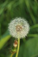 Dandelion Fluff Flower