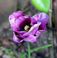 Tulip Blossom Bloom