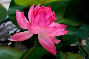 Flower Lotus